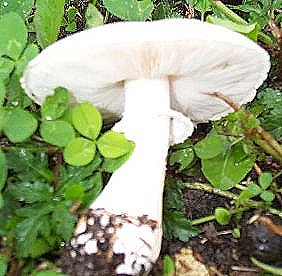 Agaric des Jachres ou agaricus arvensis