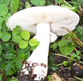 Agaric des Jachres ou agaricus arvensis