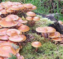 Agaric des souches ou pholiote changeante ou dryophile changeante ou pholiota mutabilis ou kuehneromyces mutabilis