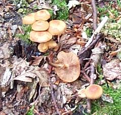 Agaric des souches ou pholiote changeante ou dryophile changeante ou pholiota mutabilis ou kuehneromyces mutabilis