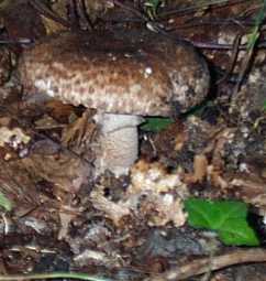 Agaric auguste ou Agaricus augustus