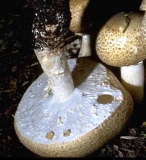 Agaric auguste ou agaricus augustus