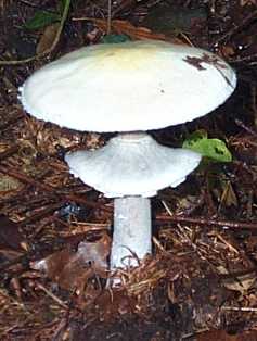 Agaric des bois ou Agaric sylvicole ou Agaricus silvicola