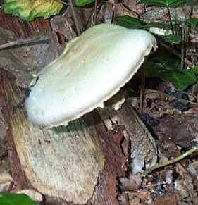 Agaric des bois ou Agaric sylvicole ou Agaricus silvicola