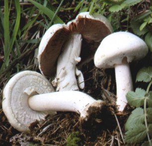 Agaric bulbeux ou Agaricus essettei