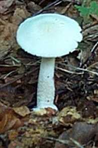 Agaric bulbeux ou agaricus essettei