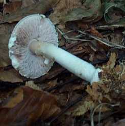 Agaric bulbeux ou agaricus essettei