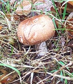 Agaric des forts ou Agaricus silvaticus