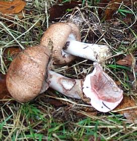 Agaric des forts ou Agaricus silvaticus