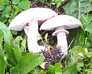 Agaric des Jachres ou agaricus arvensis