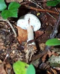 Agaric jaunissant