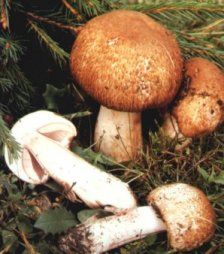Agaric de Lange ou Agaricus langei