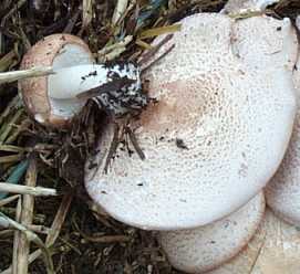 Champignon de couche ou psalliote  deux spores ou agaricus bisporus