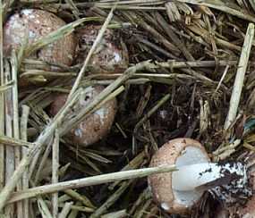 Champignon de couche ou psalliote  deux spores ou agaricus bisporus