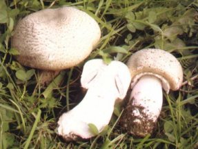 Agaric squamuleux ou Agaricus squamulifer