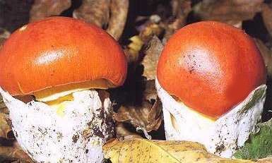 Amanite des csars ou Amanita caesarea