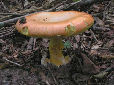 Amanite des csars ou Amanita caesarea