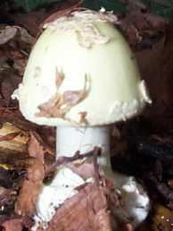 Amanite citrine ou Amanita citrina