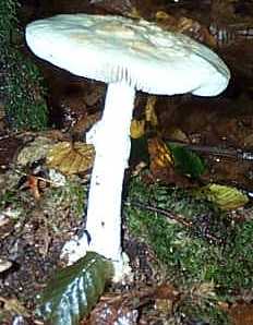 Amanite Citrine ou Amanita citrina