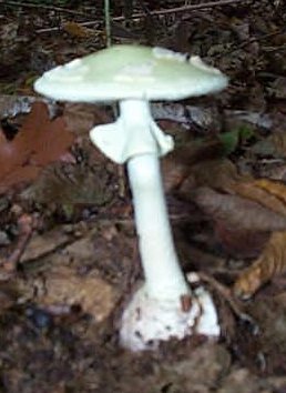 Amanite Citrine ou Amanita citrina