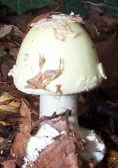 Amanite citrine ou Amanita citrina