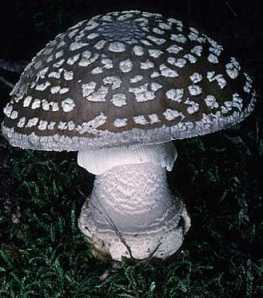 Amanite paisse ou Amanita excelsa ou spissa