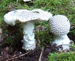 Amanite pineuse ou Amanita solitaria ou Amanita echinocephala