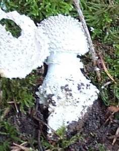 Amanite pineuse ou Amanita solitaria ou Amanita echinocephala