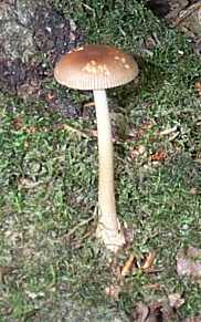 Amanite fulva ou Amanita fulva