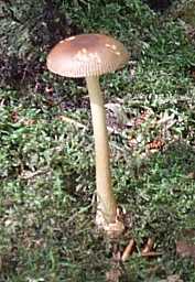 Amanite fulva ou Amanita fulva