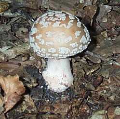 Amanite rougissante ou vineuse ou Golmotte ou Amanita rubescens
