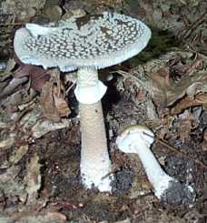 Amanite rougissante ou vineuse ou Golmotte ou Amanita rubescens