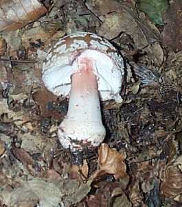Amanite rougissante ou vineuse ou Golmotte ou Amanita rubescens