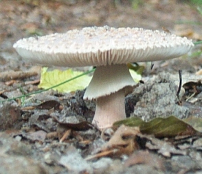 Amanite rougissante ou vineuse ou Golmotte ou Amanita rubescens