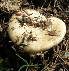 Amanite jonquille ou Amanita gemmata ou Amanita Junquillea