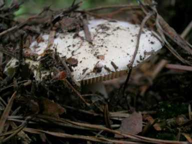 Amanite jonquille ou Amanita gemmata