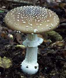 Amanite Panthre ou Amanita pantherina