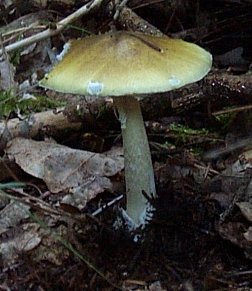 Amanite phalloide ou amanita phalloides