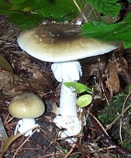 Amanite phalloide ou amanita phalloides