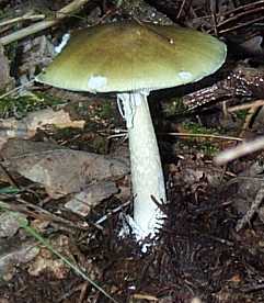 Amanite phalloide ou Amanita phalloides