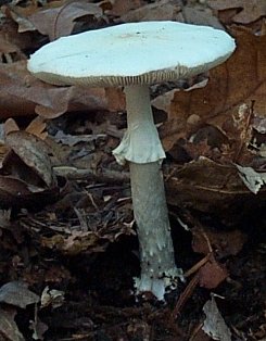 Amanite phalloide ou Amanita phalloides