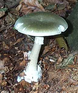 Amanite phalloide ou amanita phalloides