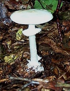 Amanite Printanire ou Amanita verna