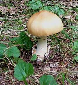 Amanite safran ou Amanita crocea