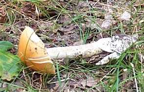 Amanite safran ou Amanita crocea