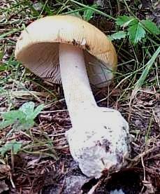 Amanite safran ou Amanita crocea