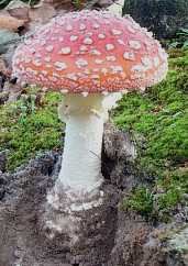 Amanite tue-mouches ou Amanita muscaria