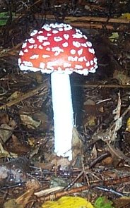 Amanite Tue-mouches ou Amanita muscaria