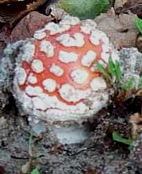 Amanite Tue-mouches ou Amanita muscaria