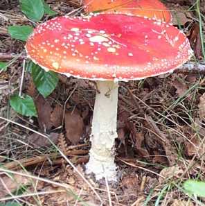 Amanite Tue-mouches ou Amanita muscaria
